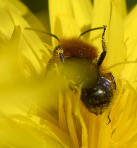 Réf. 279 130 : Osmia sp.